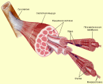 Типы волокон скелетных мышц