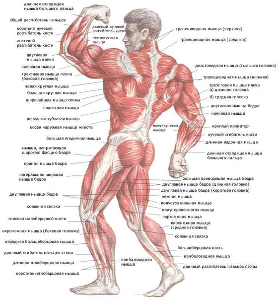 Изменение мышечной массы человека в результате физических тренировок это thumbnail