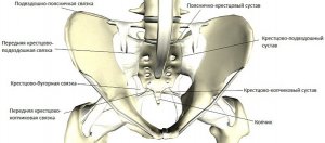 Подвздошно-поясничные связки и подвижность пояснично-крестцового сустава