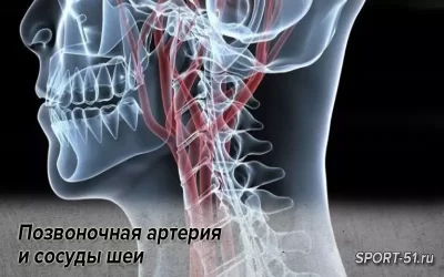 Позвоночная артерия и сосуды шеи