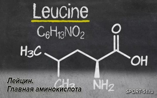 Лейцин. Главная аминокислота