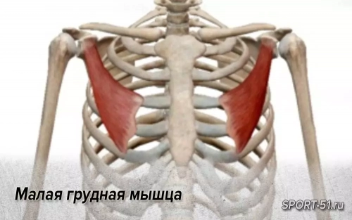Малая грудная мышца - неожиданный источник дискомфорта