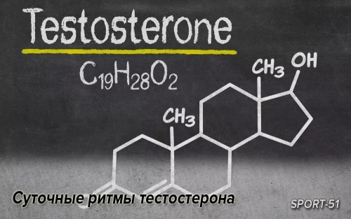 Суточные ритмы тестостерона