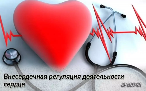 Внесердечная регуляция деятельности сердца. Аритмии сердца