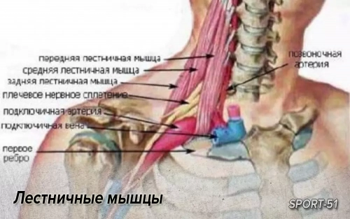 Лестничные мышцы: анатомия, точки напряжения, снятие боли